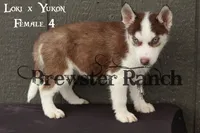 Loki F4, a female Siberian Husky for sale in Timpson, TX – 1 of 3