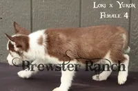 Loki F4, a female Siberian Husky for sale in Timpson, TX – 2 of 3
