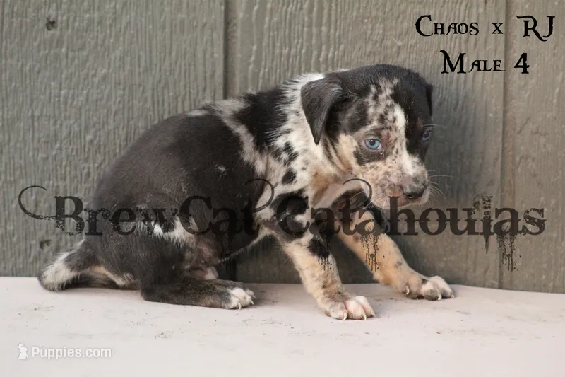 CR-M4 – Catahoula Leopard Dog puppy for sale in Timpson, TX
