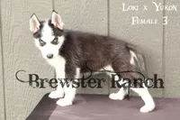 Loki F3, a female Siberian Husky for sale in Timpson, TX – 1 of 3