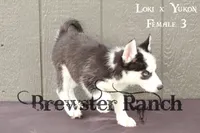 Loki F3, a female Siberian Husky for sale in Timpson, TX – 3 of 3