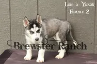 Loki F2, a female Siberian Husky for sale in Timpson, TX – 3 of 3
