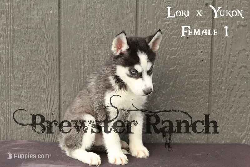 Loki F1 – Siberian Husky puppy for sale in Timpson, TX