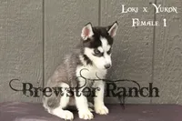 Loki F1, a female Siberian Husky for sale in Timpson, TX – 1 of 3