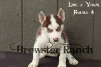 Loki F4, a female Siberian Husky for sale in Timpson, TX – 3 of 3