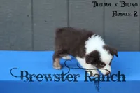 TB-F1, a female Australian Shepherd for sale in Timpson, TX – 3 of 3
