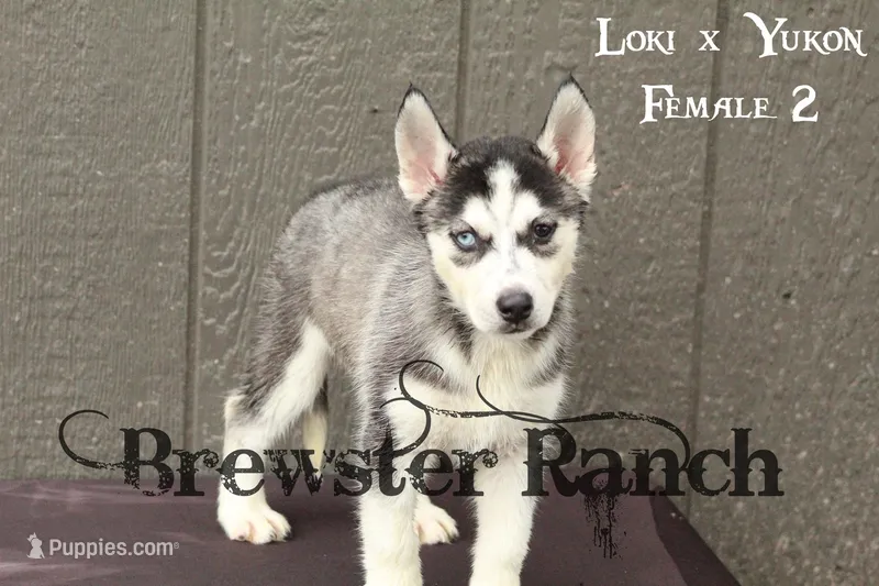 Loki F2 – Siberian Husky puppy for sale in Timpson, TX
