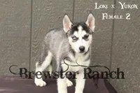 Loki F2, a female Siberian Husky for sale in Timpson, TX – 1 of 3