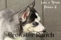Loki F2, a female Siberian Husky for sale in Timpson, TX – 2 of 3