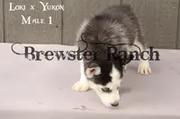Loki M1, a male Siberian Husky for sale in Timpson, TX – 3 of 3