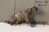 CR-M3, a male Catahoula Leopard Dog for sale in Timpson, TX – 3 of 3