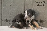 CR-M4, a male Catahoula Leopard Dog for sale in Timpson, TX – 3 of 3