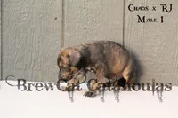 CR-M1, a male Catahoula Leopard Dog for sale in Timpson, TX – 2 of 3