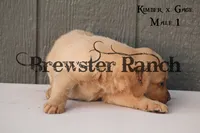 KG-M1, a male Labrador Retriever for sale in Timpson, TX – 2 of 3