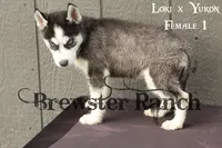 Loki F1, a female Siberian Husky for sale in Timpson, TX – 3 of 3