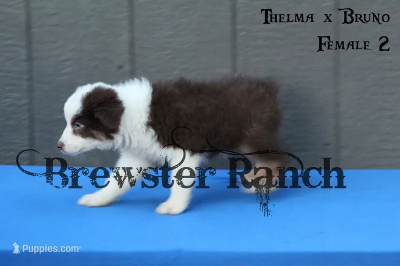TB-F1 – Australian Shepherd puppy for sale in Timpson, TX
