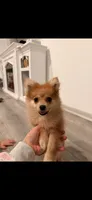 Max, a male Pomeranian for sale in Cromwell, IN – 3 of 4