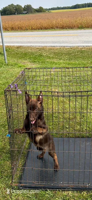 Max – Belgian Malinois puppy for sale in Cromwell, IN