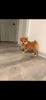 Max, a male Pomeranian for sale in Cromwell, IN – 4 of 4