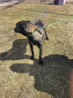 Max, a male Belgian Malinois for sale in Cromwell, IN – Photo 3 of 10