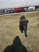 Max, a male Belgian Malinois for sale in Cromwell, IN – Photo 2 of 10
