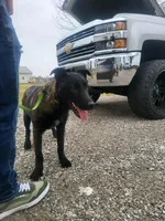 Max, a male Belgian Malinois for sale in Cromwell, IN – Photo 10 of 10