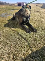 Max, a male Belgian Malinois for sale in Cromwell, IN – Photo 4 of 10
