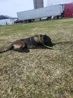 Max, a male Belgian Malinois for sale in Cromwell, IN – Photo 7 of 10