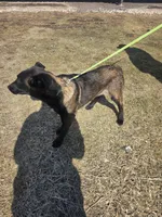 Max, a male Belgian Malinois for sale in Cromwell, IN – Photo 6 of 10