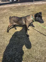 Max, a male Belgian Malinois for sale in Cromwell, IN – Photo 5 of 10