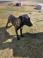 Max, a male Belgian Malinois for sale in Cromwell, IN – Photo 1 of 10