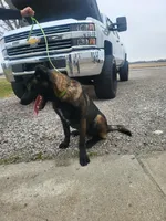 Max, a male Belgian Malinois for sale in Cromwell, IN – Photo 9 of 10