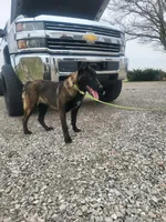 Max, a male Belgian Malinois for sale in Cromwell, IN – Photo 8 of 10
