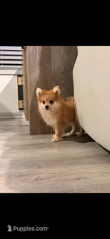 Max – Pomeranian puppy for sale in Cromwell, IN