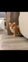 Max, a male Pomeranian for sale in Cromwell, IN – 1 of 4