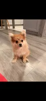 Max, a male Pomeranian for sale in Cromwell, IN – 2 of 4