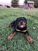 Puppy , a female Rottweiler for sale in Turlock, CA – 4 of 5