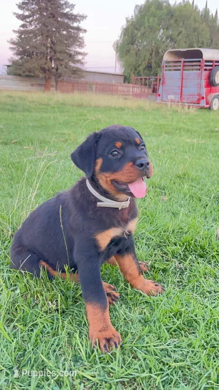 Puppy  – Rottweiler puppy for sale in Turlock, CA