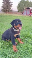 Puppy , a female Rottweiler for sale in Turlock, CA – 1 of 5
