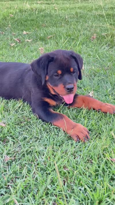 Puppy , a female Rottweiler for sale in Turlock, CA – 5 of 5