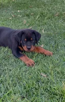 Puppy , a female Rottweiler for sale in Turlock, CA – 2 of 5