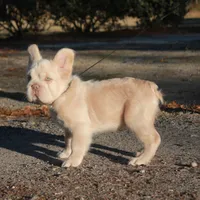 Isabella fluffy ? Pink, a male French Bulldog for sale in Georgia, GA – Photo 2 of 2