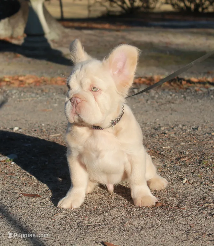 Isabella fluffy ? Pink