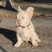 Isabella fluffy ? Pink, a male French Bulldog for sale in Georgia, GA – Photo 1 of 2