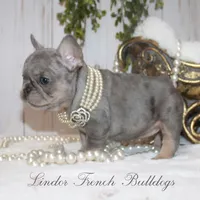 Merle MINI, a female French Bulldog for sale in Georgia, GA – Photo 4 of 4