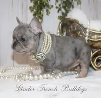 Merle MINI, a female French Bulldog for sale in Georgia, GA – Photo 4 of 4