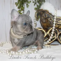 Merle MINI, a female French Bulldog for sale in Georgia, GA – Photo 1 of 4