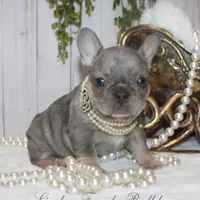 Merle MINI, a female French Bulldog for sale in Georgia, GA – Photo 3 of 4