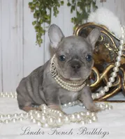 Merle MINI, a female French Bulldog for sale in Georgia, GA – Photo 3 of 4