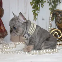 Merle MINI, a female French Bulldog for sale in Georgia, GA – Photo 2 of 4